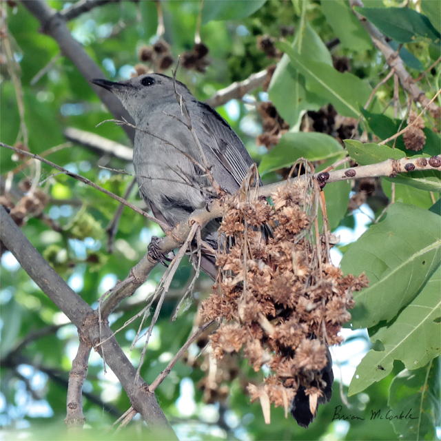(image for) Grey Catbird